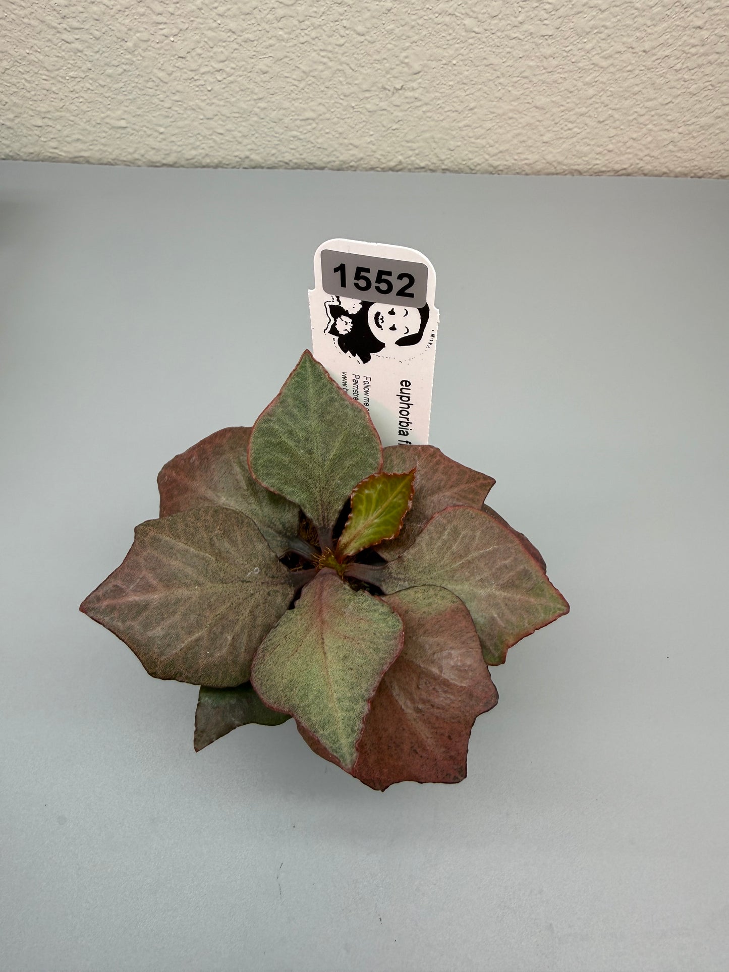 euphorbia francoisii hybrid #1552