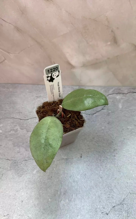 Hoya sp. Menak Sopal (1220)