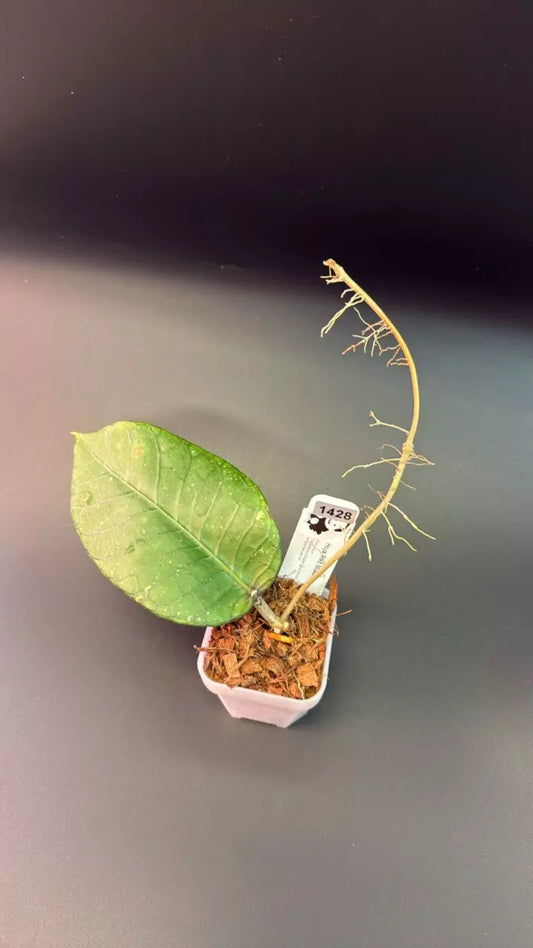 Hoya sp. Aceh ‘Rikit Musara’