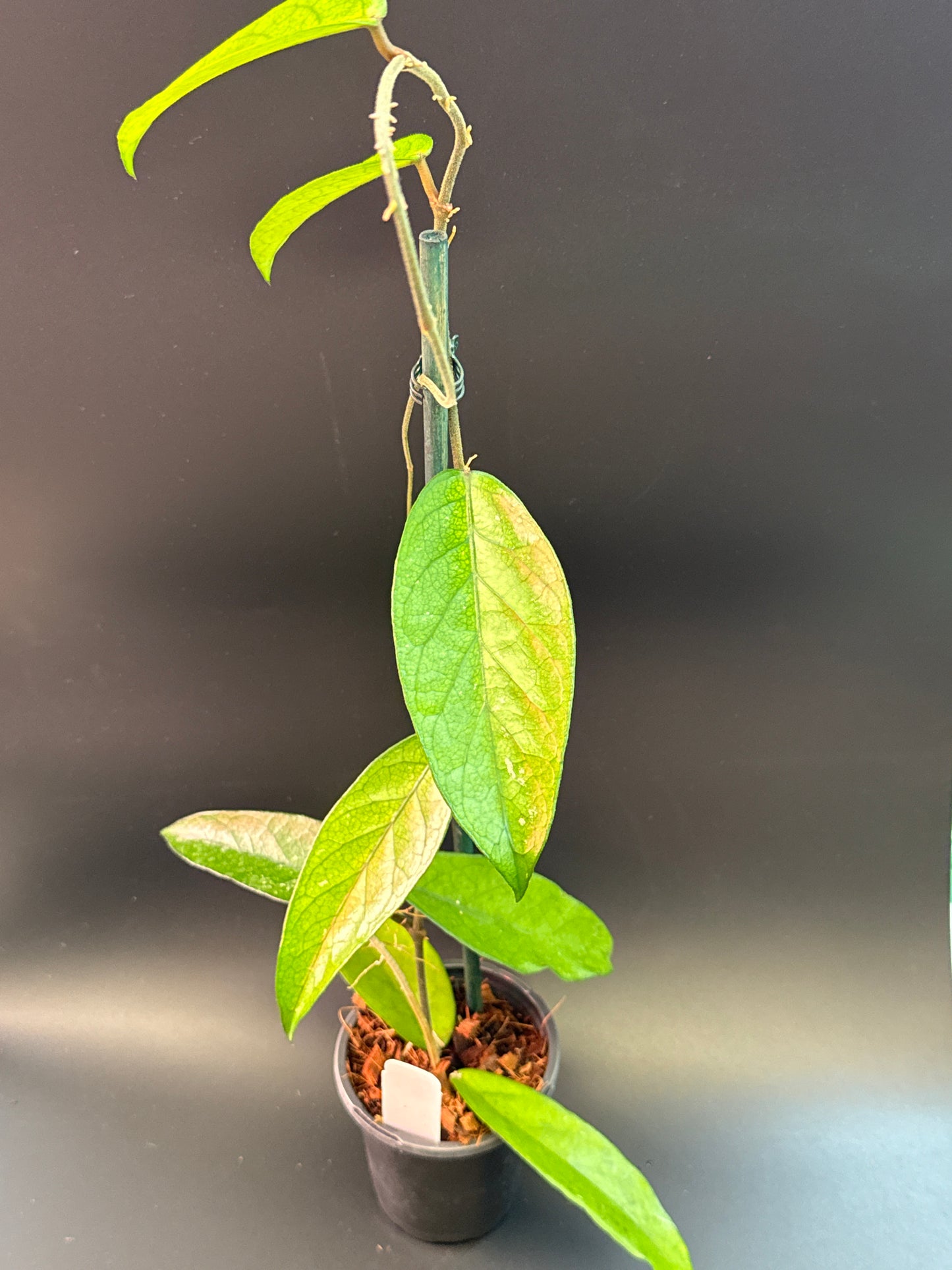 Hoya sp. Lai Chau (long leaves)