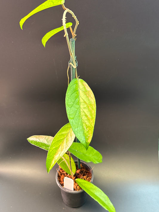 Hoya sp. Lai Chau (long leaves)