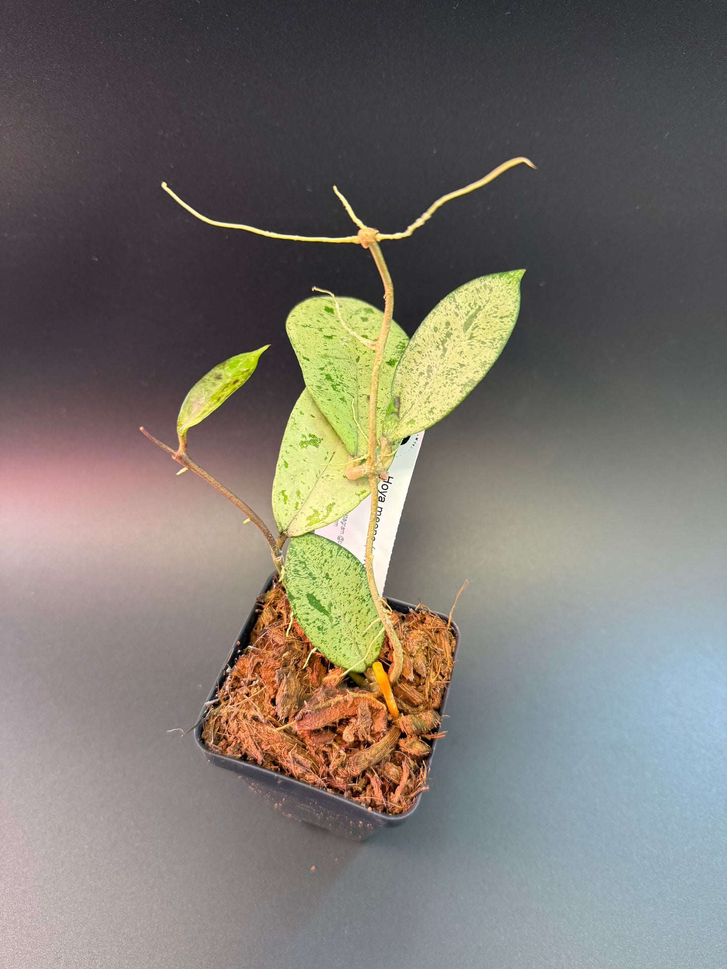 Hoya meena (silver)