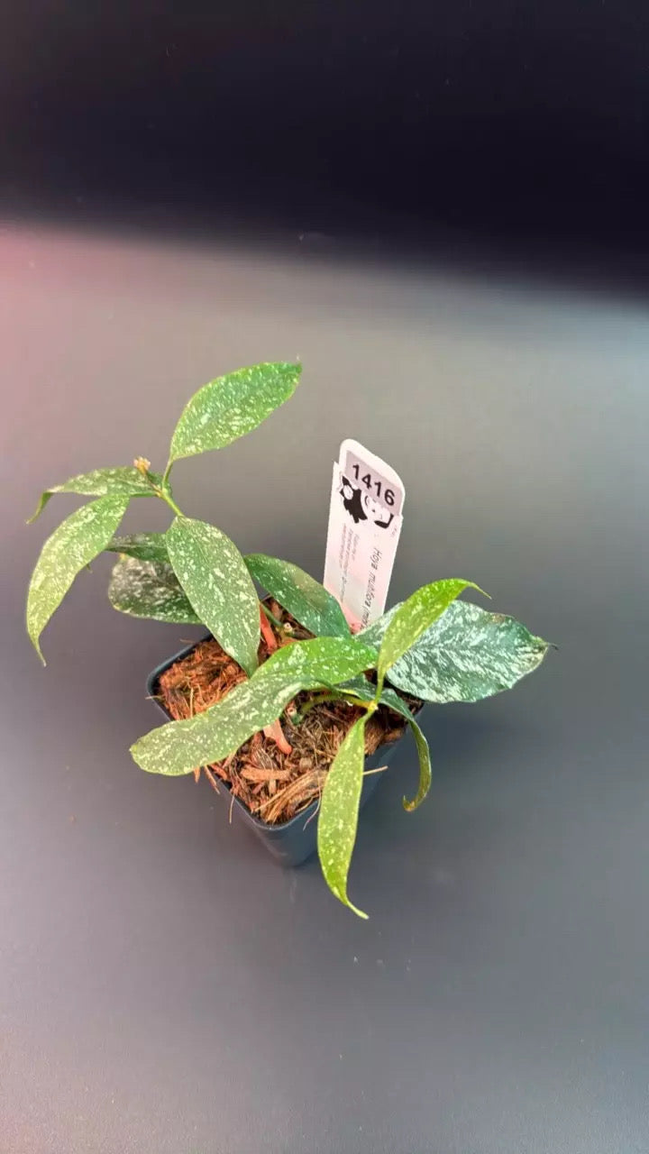 Hoya multiflora (mini, splash)