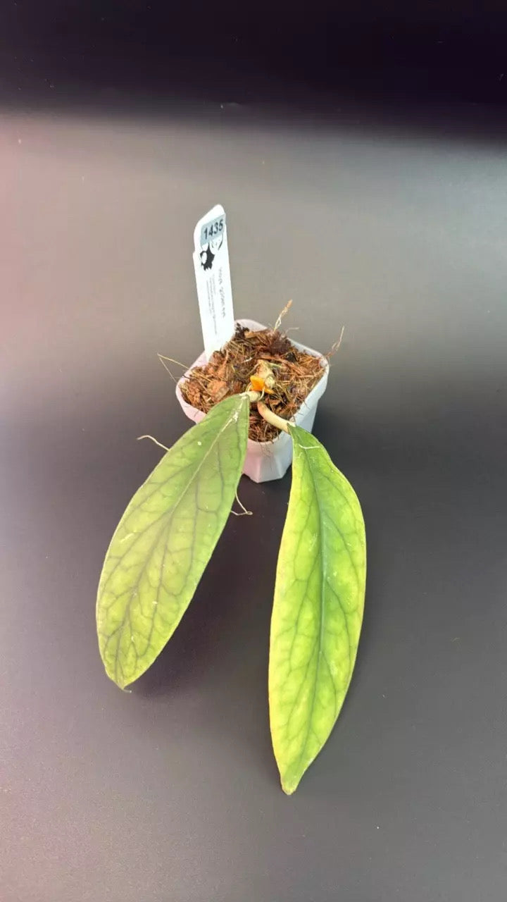 Hoya Golden Eye